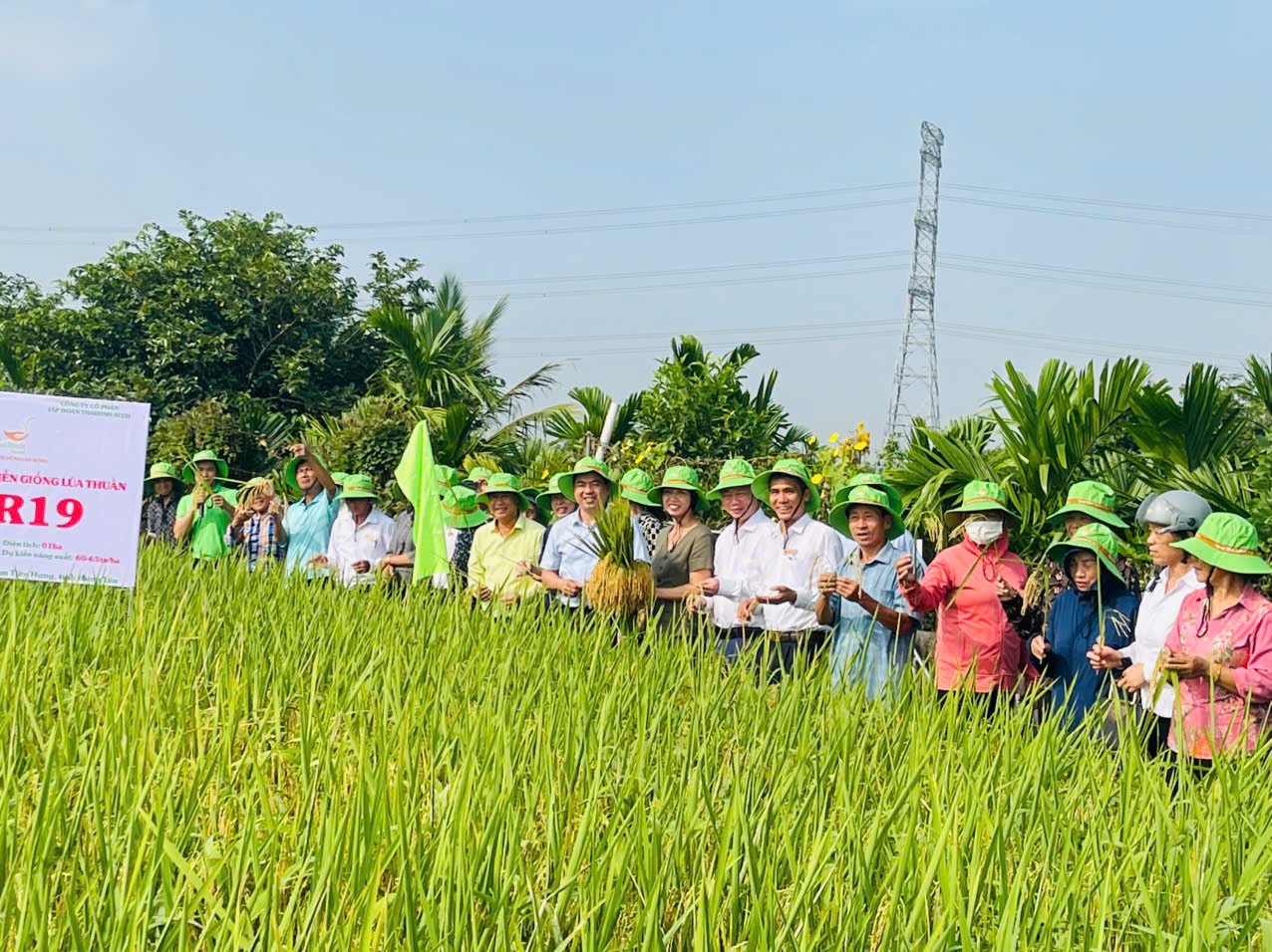ĐÁNH GIÁ MÔ HÌNH TRÌNH DIỄN GIỐNG LÚA THUẦN TBR19 VỤ MÙA NĂM 2026 TẠI XÃ NAM TIÊN HƯNG